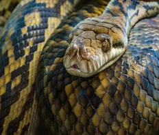 Woman Found Inside Python After Disappearance in Indonesia