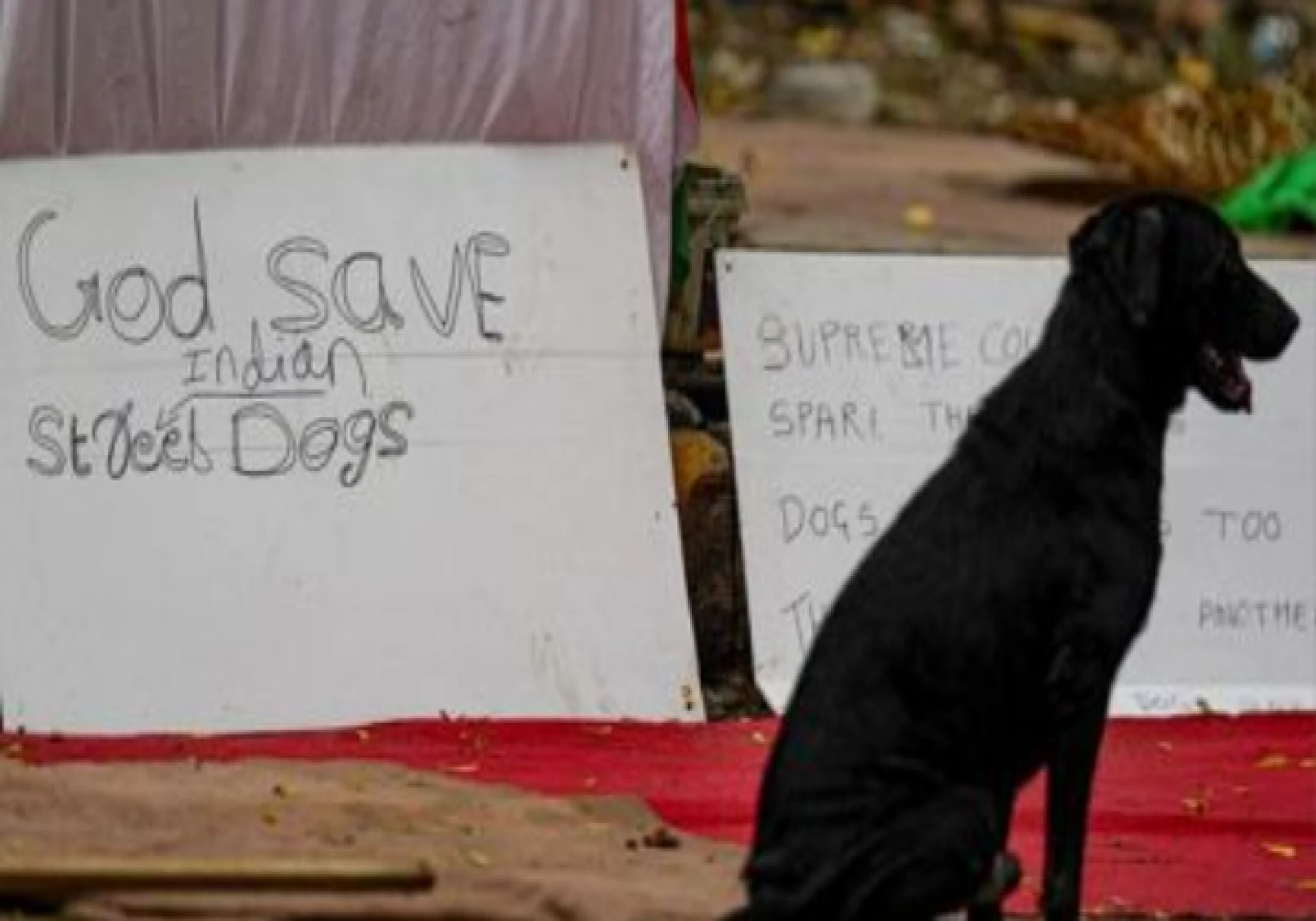 Supreme Court Modifies Stray Dogs Order, Says Canines to Be Released After Sterilisation