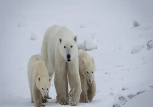 Polar Bear Mother Adopts Lost Cub in Rarely Documented Wildlife Event